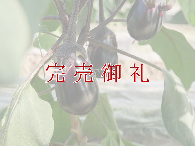 画像3: 水なす丸漬酸味３個＋生水なす２個 (3)