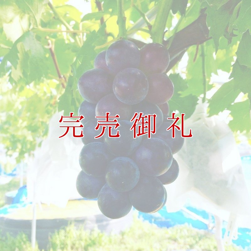 画像2: 【期間限定】泉州パープル１房と泉州水なすぬか漬３つ※送料込 (2)