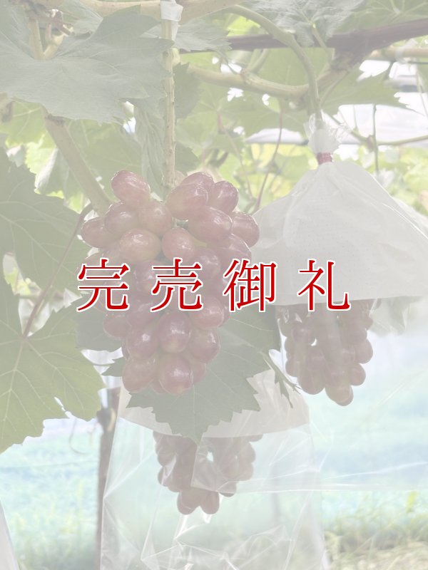 画像3: 泉州ぶどう 3種食べくらべセット (3)