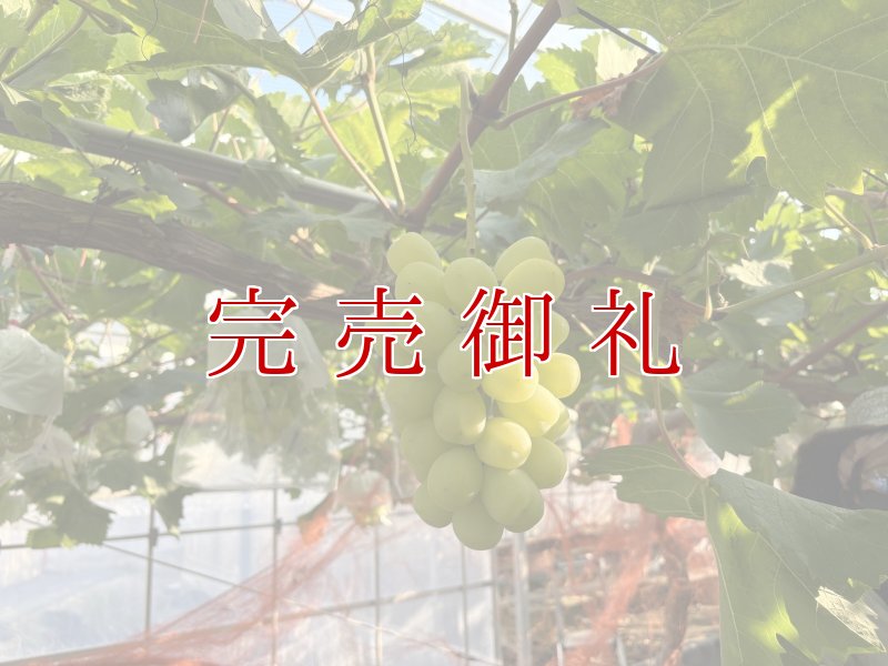 画像4: 泉州ぶどう 3種食べくらべセット (4)