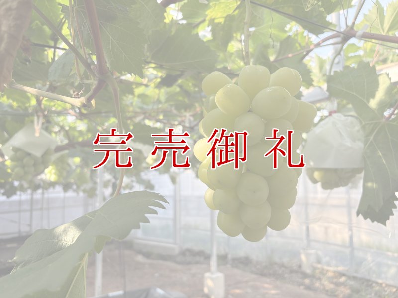 画像1: 雄宝（ゆうほう）1房 (1)