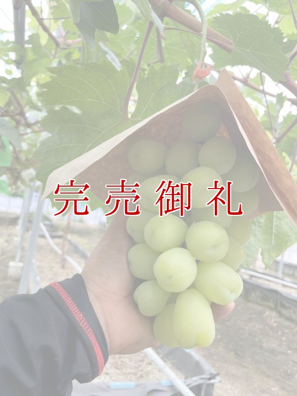 画像2: 【期間限定】泉州マスカット(雄宝500g〜)１房と泉州水なすぬか漬３つ※送料込 (2)