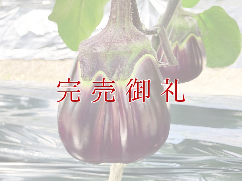 画像2: 貝塚澤なす 生果6個入り (2)