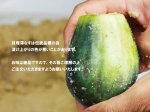 画像2: 貝塚澤なす３個＋泉州水なすぬか漬３個 (2)
