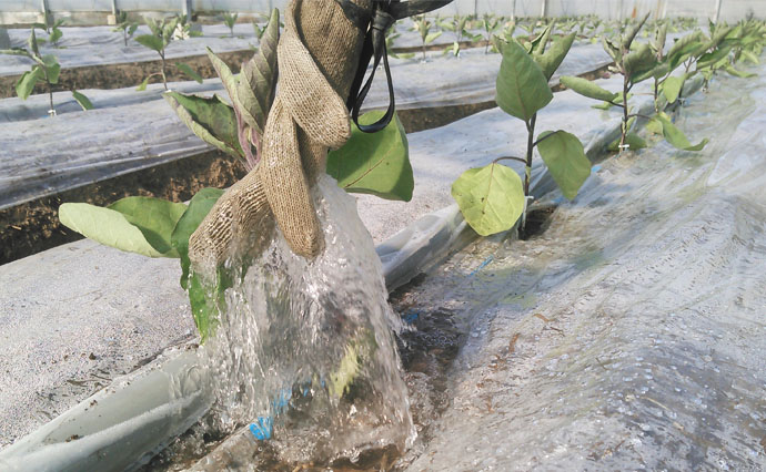 水ナスは水が命