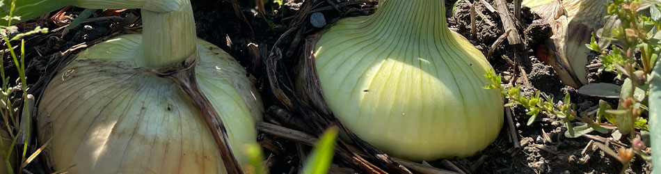 貝塚極早生玉ねぎ