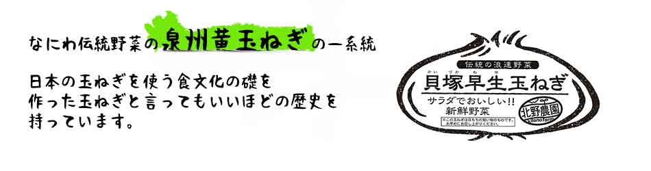 貝塚極早生玉ねぎ 畑の様子