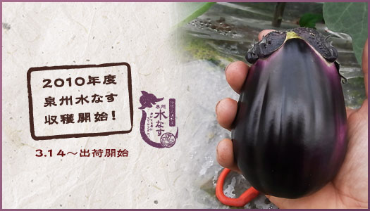 2010年度産泉州水なす収穫開始しました！