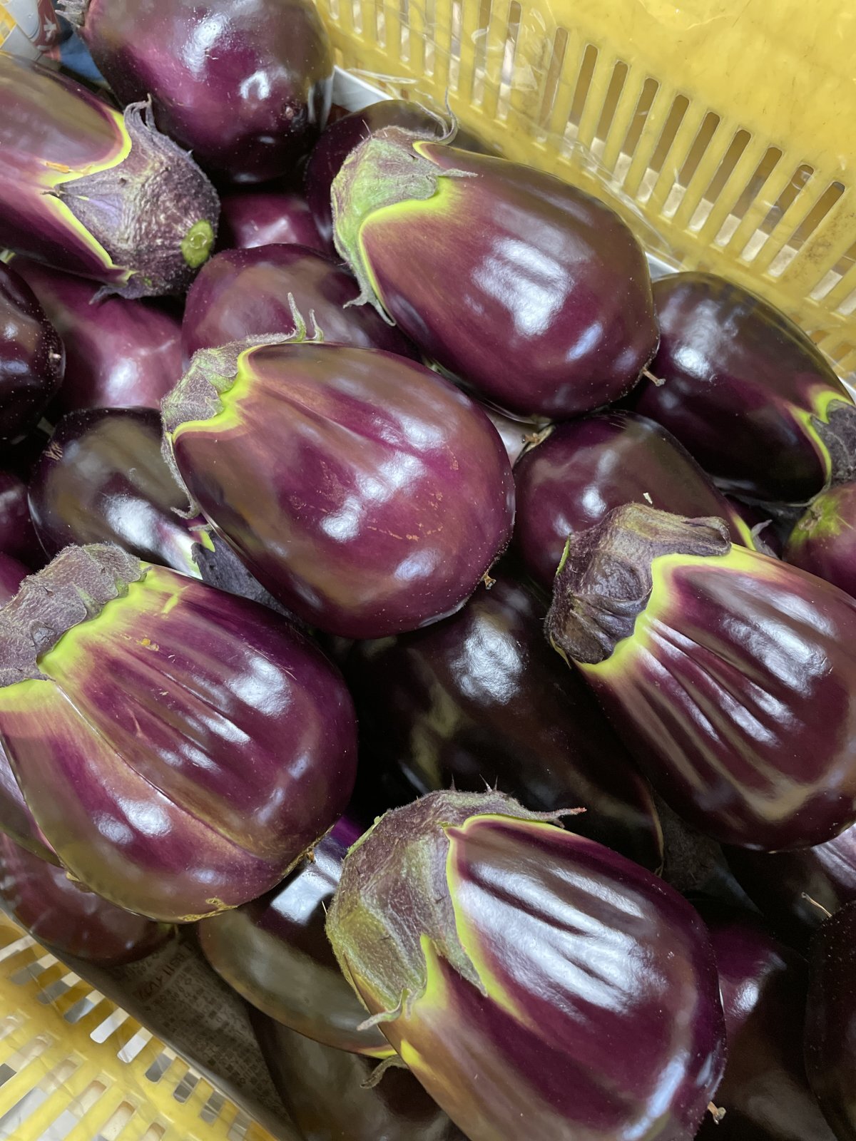 泉州水なすの原種 貝塚澤なす 地域で唯一の栽培農家