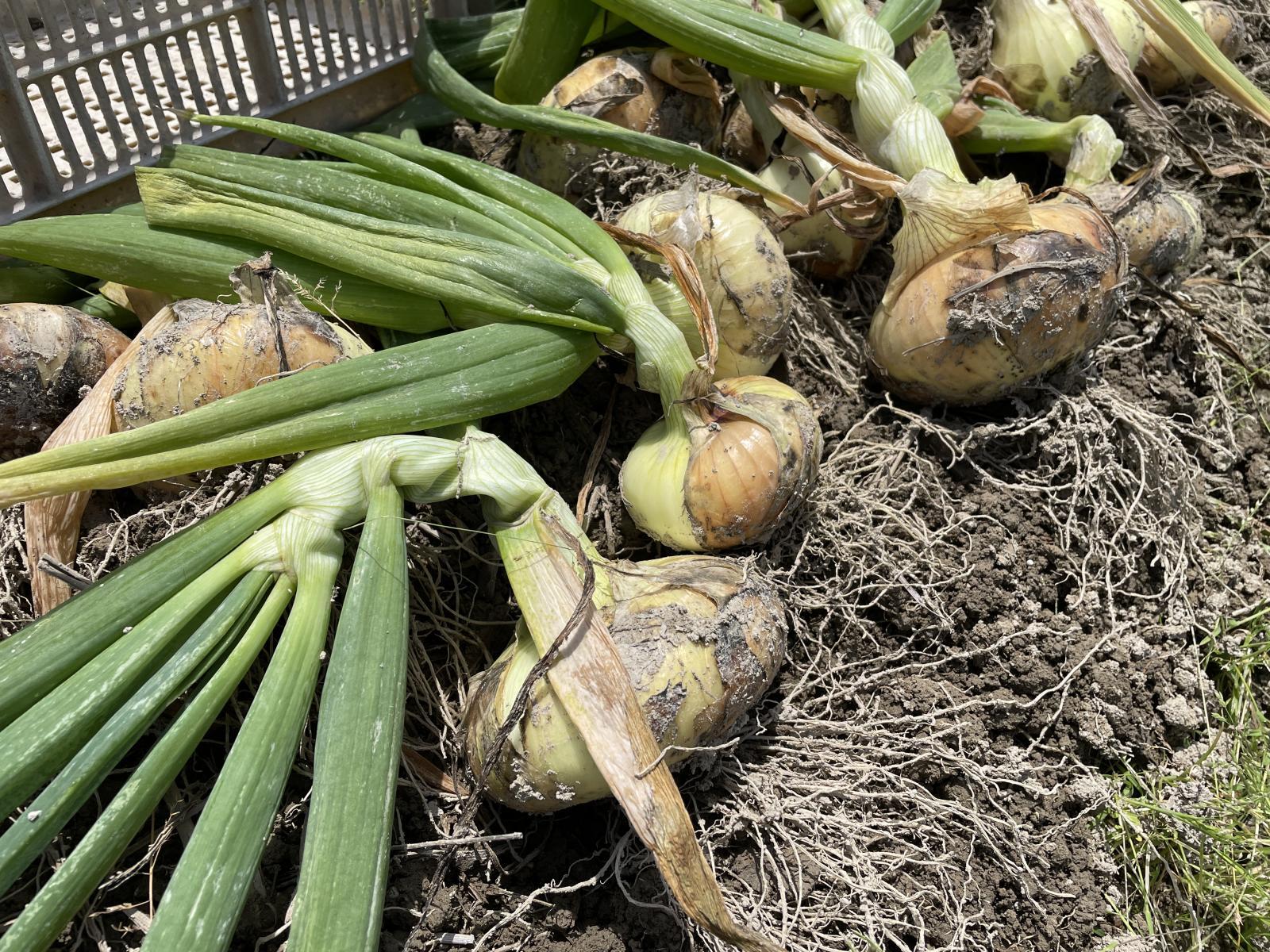 なにわ伝統野菜 泉州黄玉ねぎ 貝塚早生の栽培