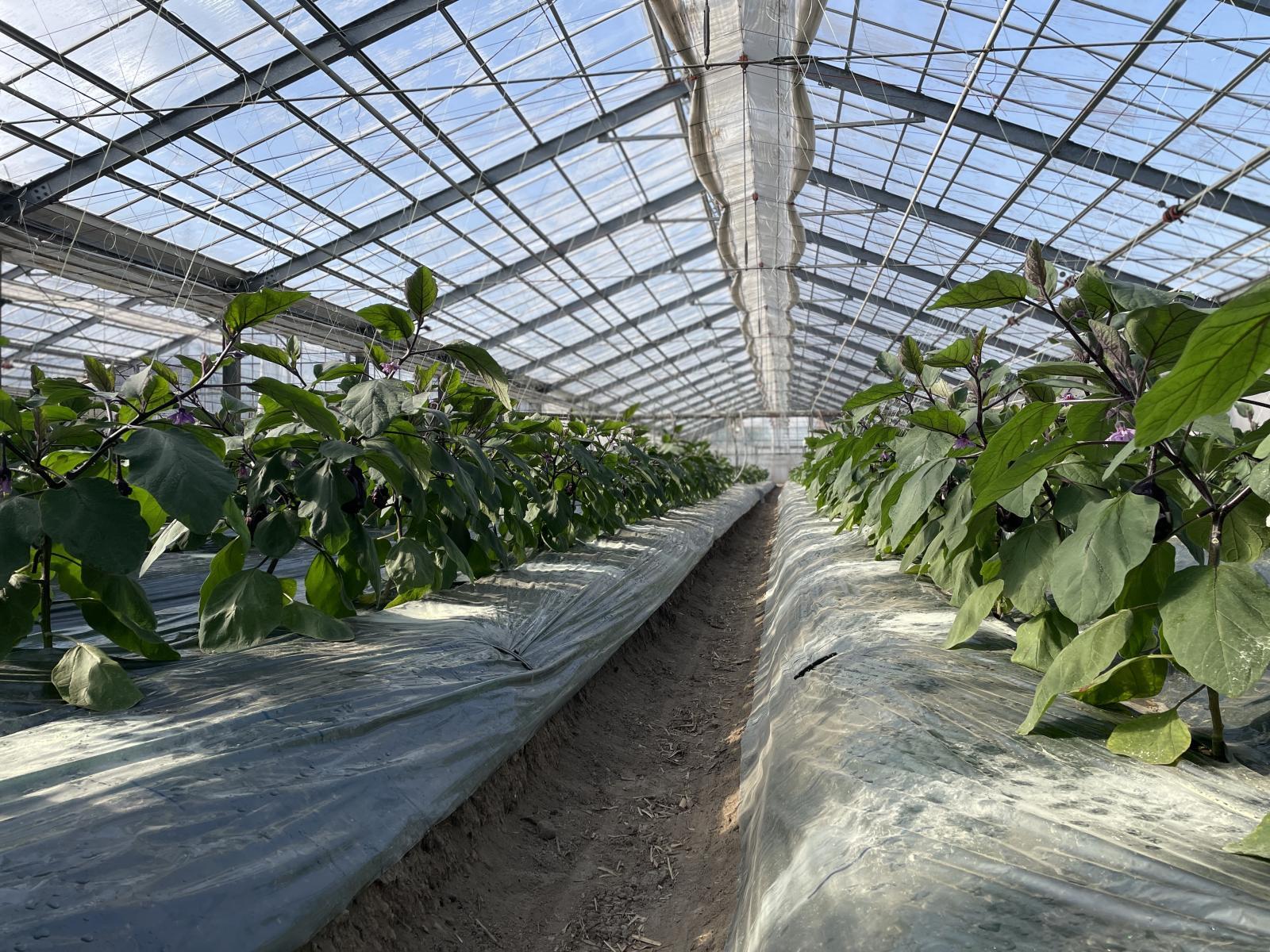 4月ころのハウス内の泉州水なすの様子