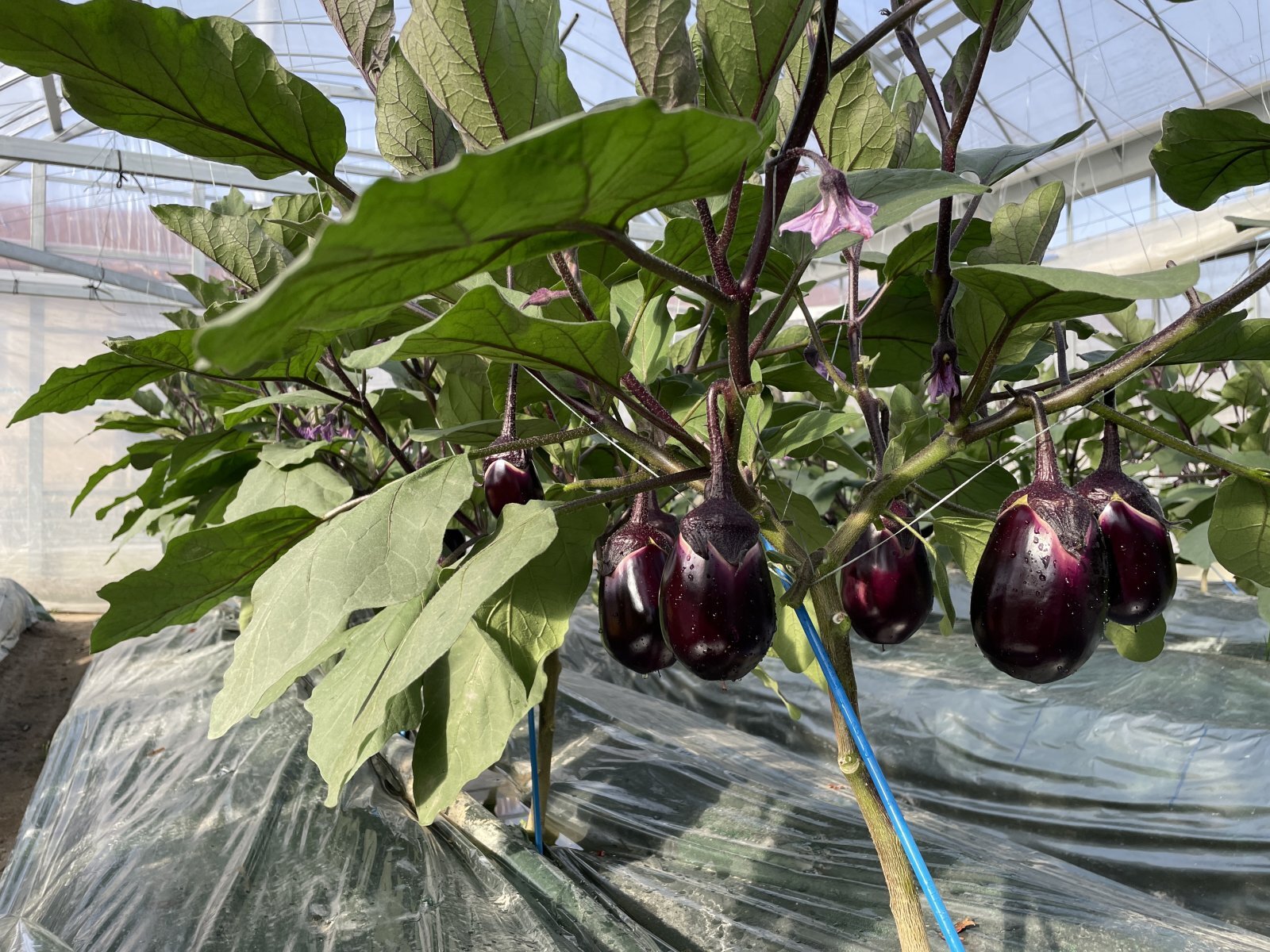 毎日毎日丁寧に向き合っている栽培管理