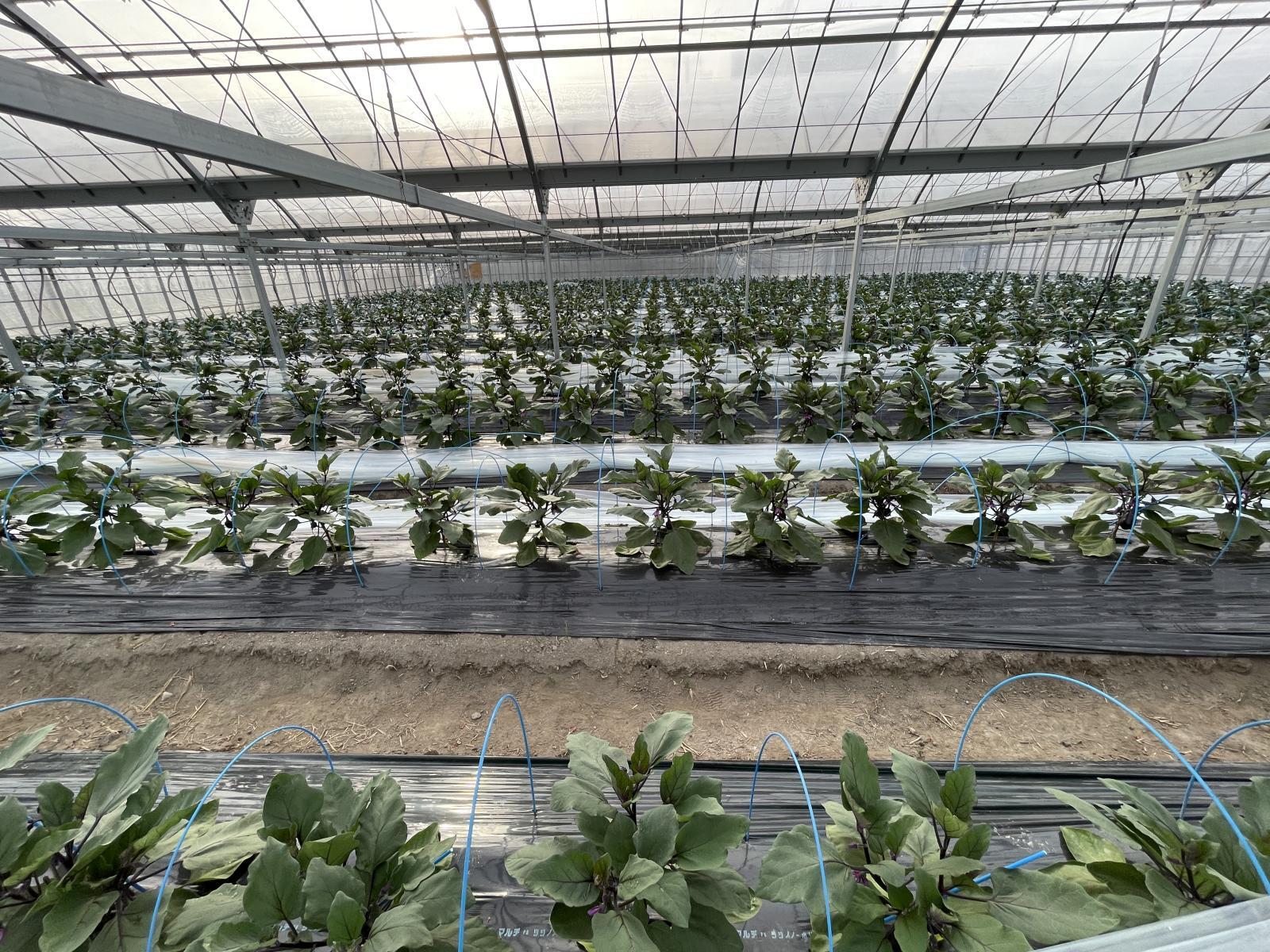 寒い時期から丁寧に育てている水なすのハウス