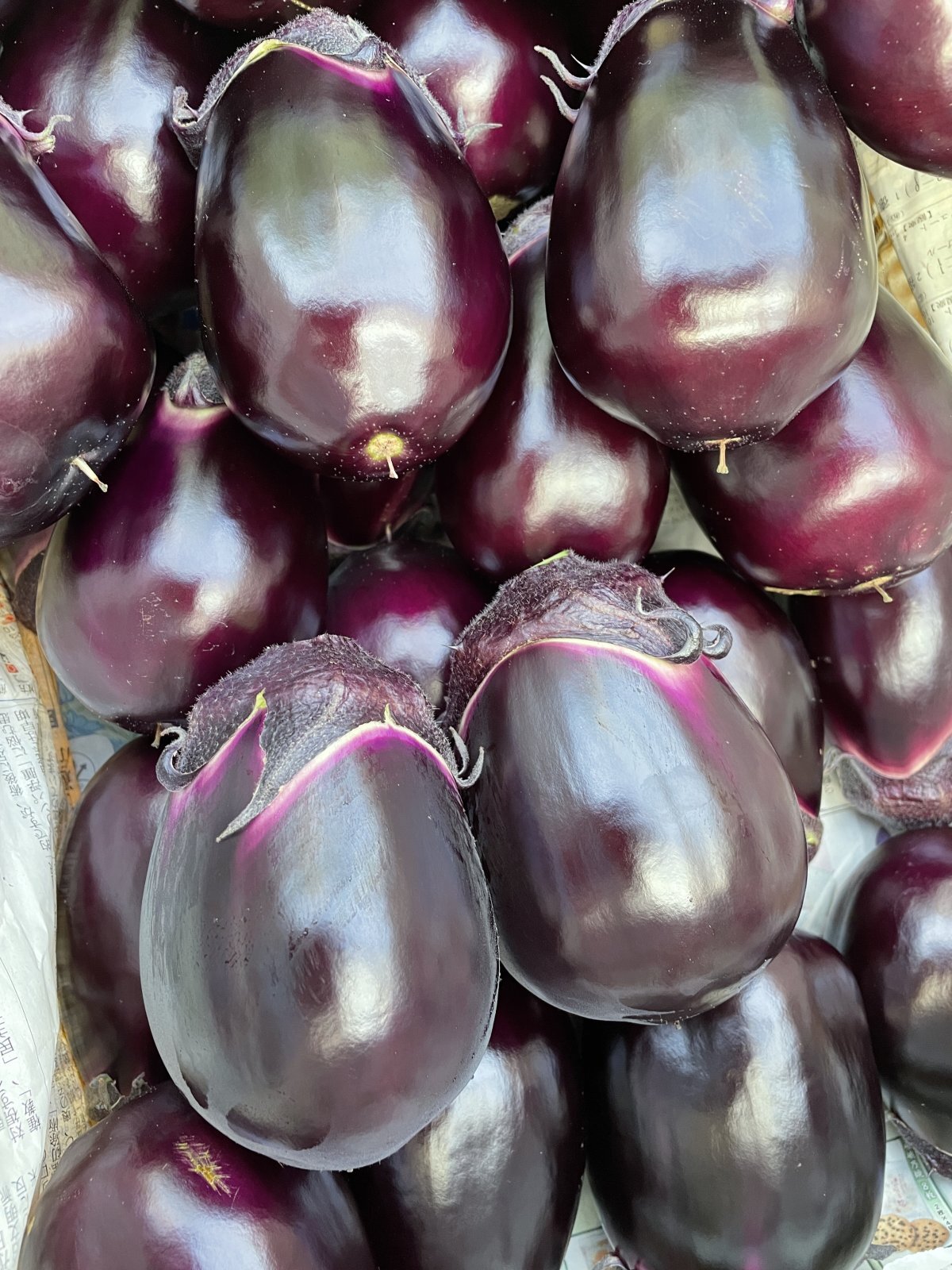 早朝から収穫しその日のうちに出荷する新鮮な泉州水なす