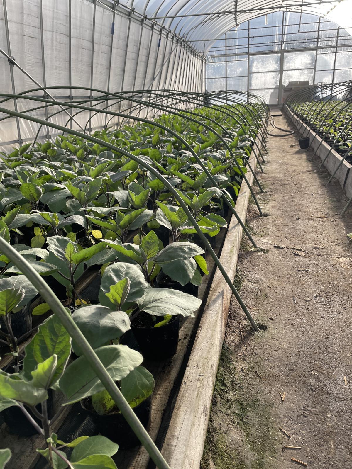 種まきから3か月でようやく苗が出来上がる