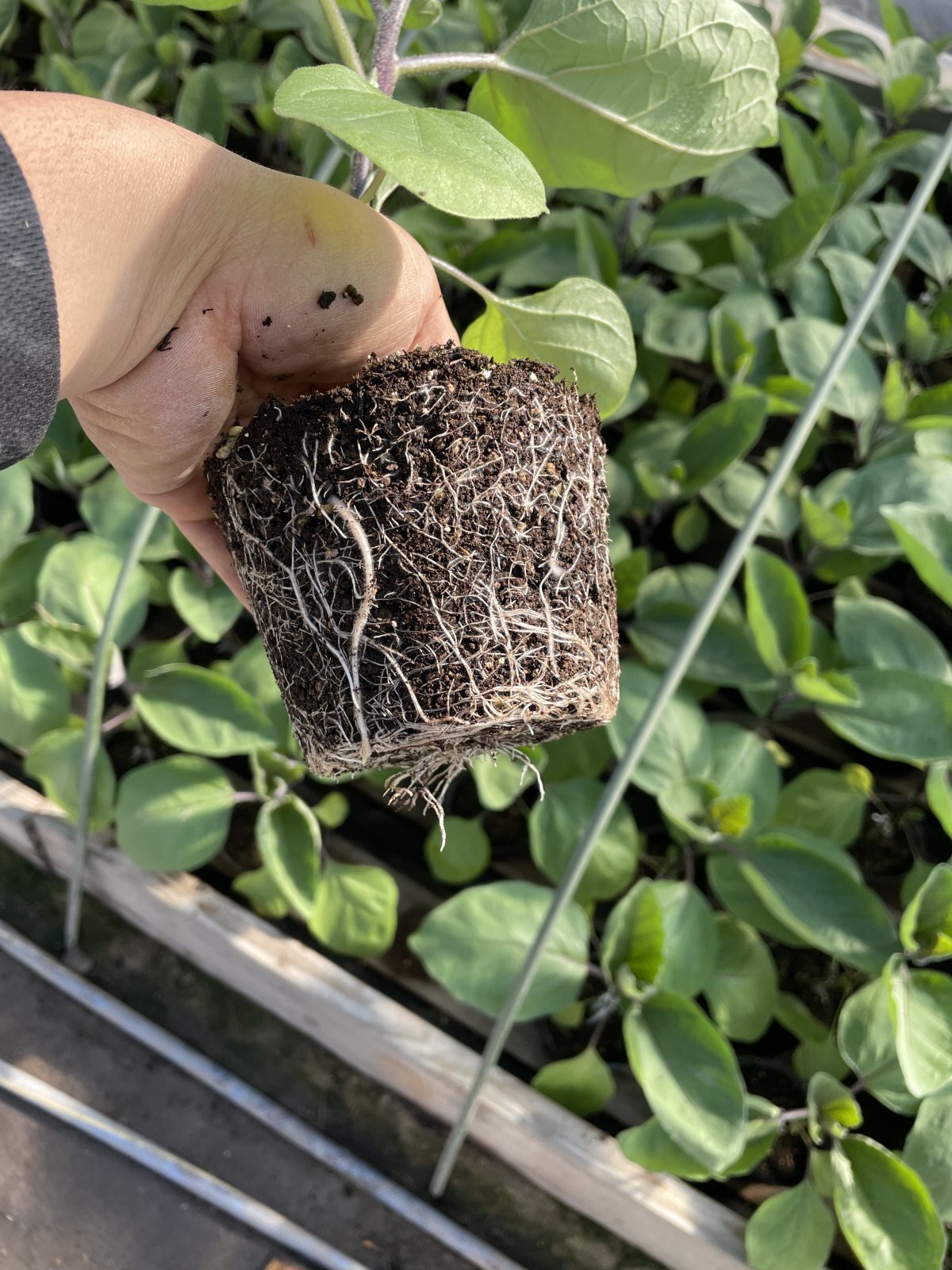 自分たちで育てている水なすの苗