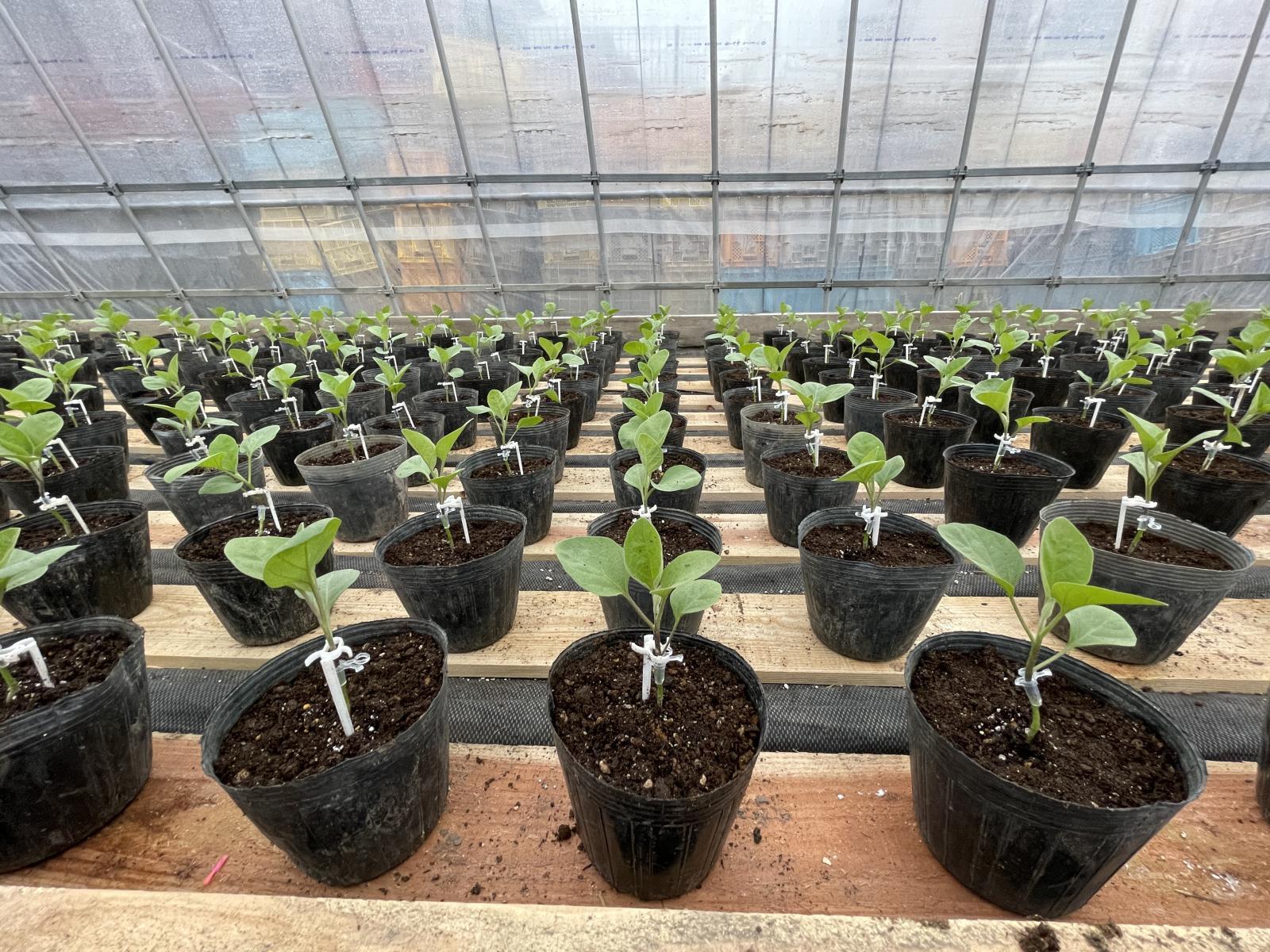 約5000本の接ぎ木作業を自分たちの手で行う