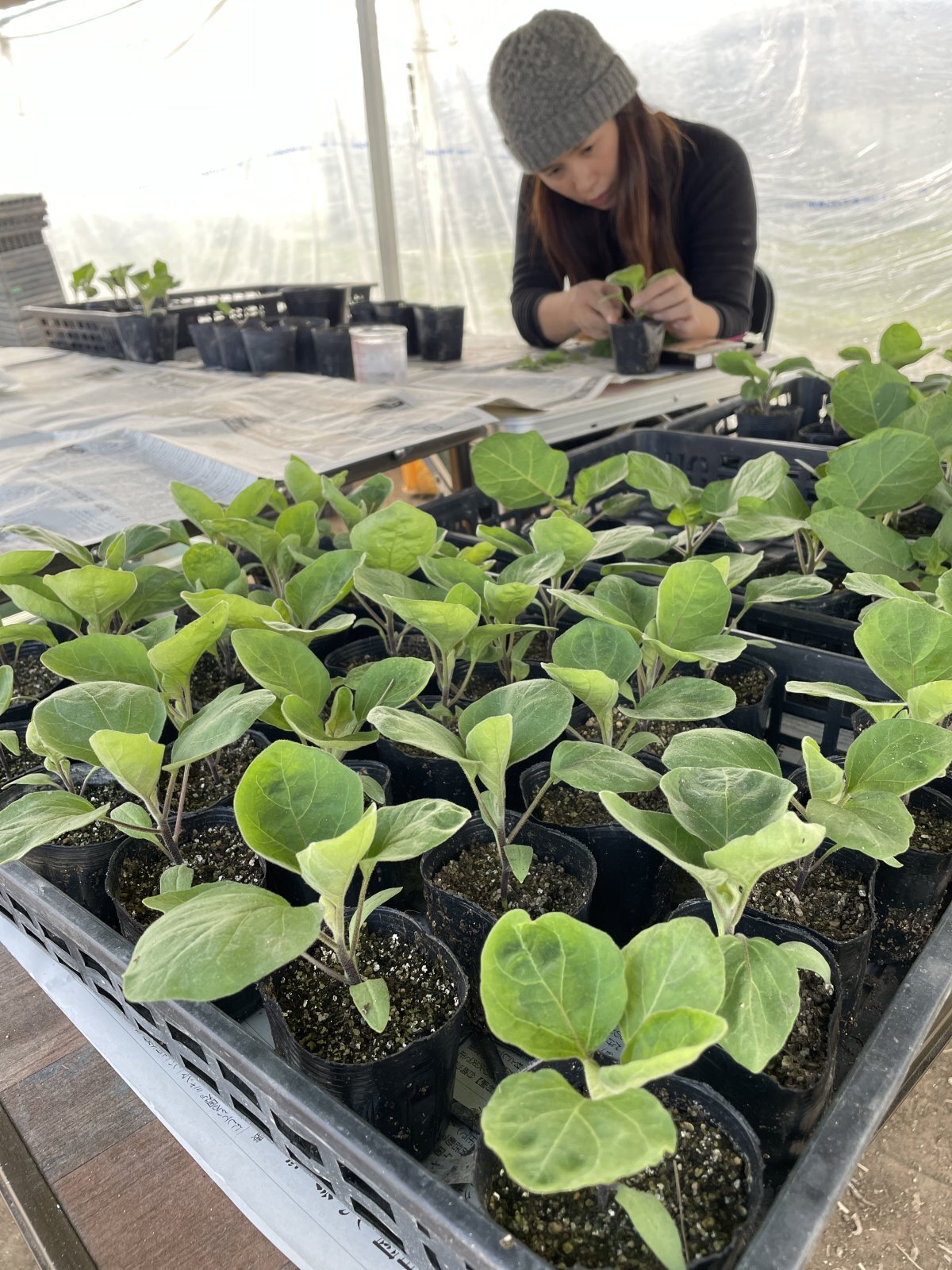 接ぎ木作業は気が遠くなるような繊細な作業