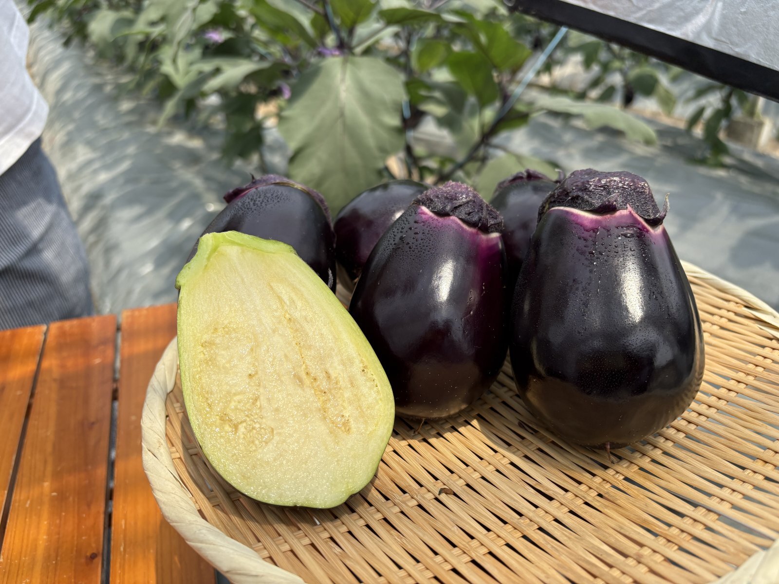 泉州水なすを宝物のように大切にする北野農園