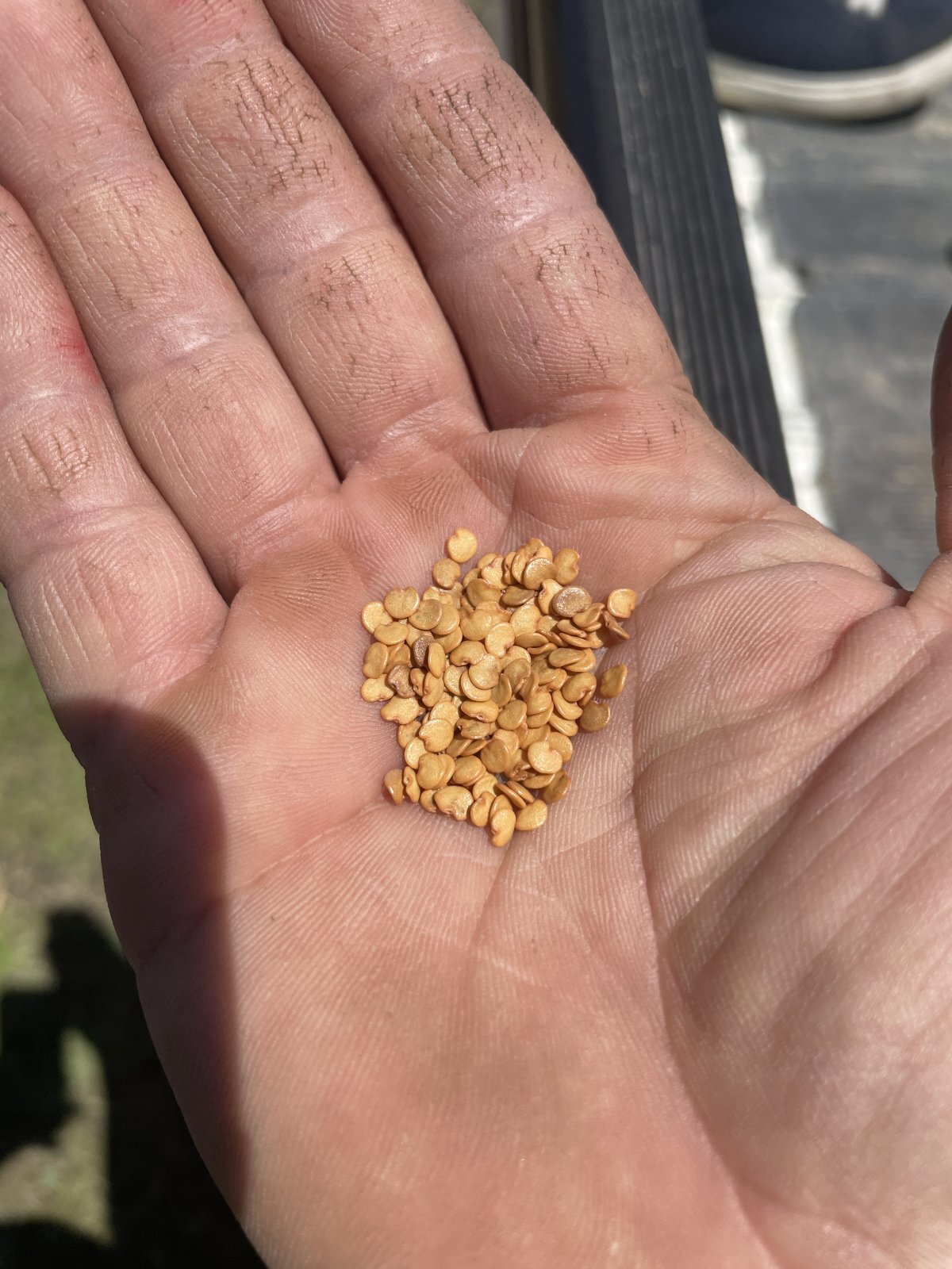 泉州水なすの種 手のひらに乗せた水なすの種