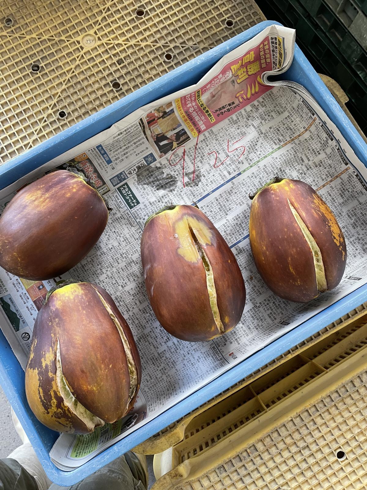 来年の準備 完熟した水なすから種を取る作業