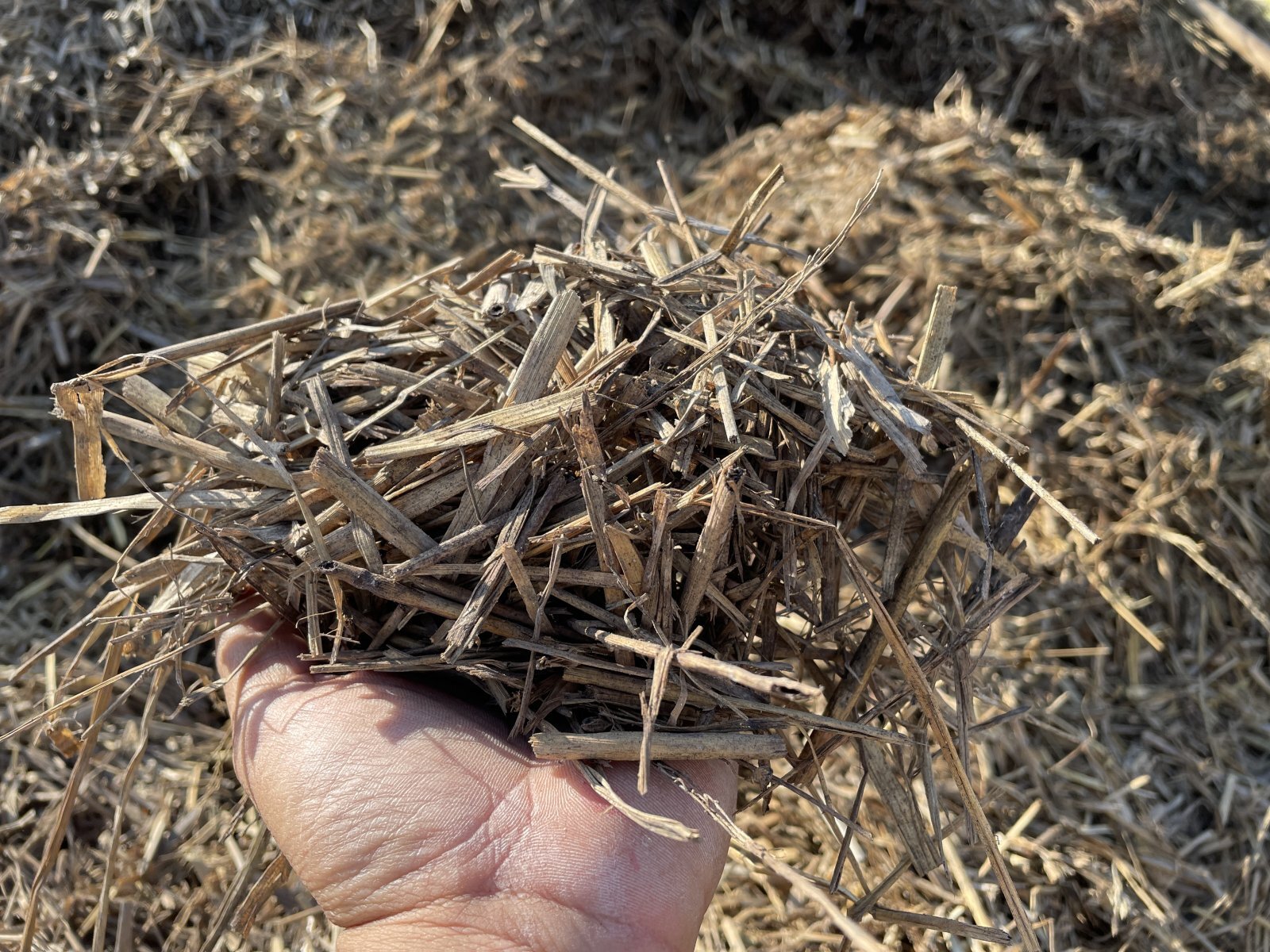 自家製稲わら堆肥を手に持つ 北野農園の土づくり